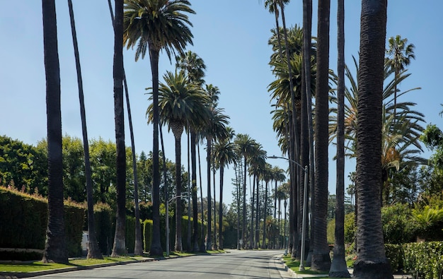 Palm Tree Lined Street in Beverly Hills, Los Angeles, California – Free to Download