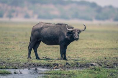 Buffalo Standing on Field – Free Stock Photo, Download Free