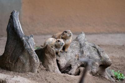 Animals in the Zoo – Free Download of Stunning Stock Photos