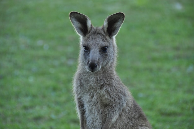 Hurry Up or I Will Hop – Free to Download Stock Photo