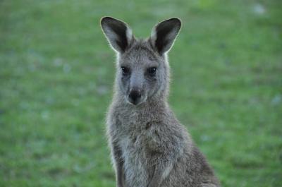 Hurry Up or I Will Hop – Free to Download Stock Photo