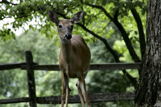 Beautiful White Rail Deer Captured in a Pennsylvania Jungle – Free Download