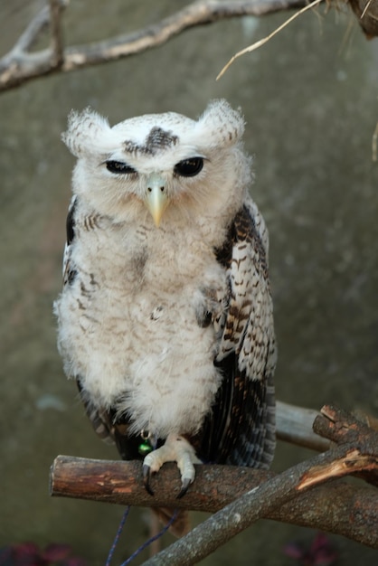 Barred Eagle-Owl (Bubo sumatranus) – Discover This Fascinating Species | Free Download