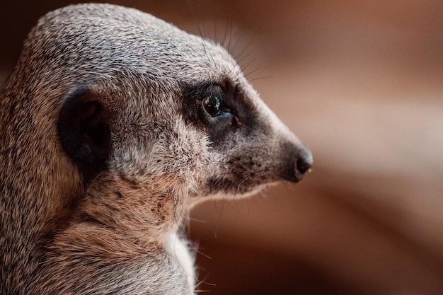 Meerkat Closeup: Captivating Fur and Vigilant Eyes – Free Stock Photo