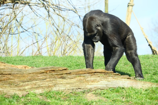 Black Gorilla Standing on Grass Surrounded by Trees – Free Stock Photo, Download Free Stock Photo