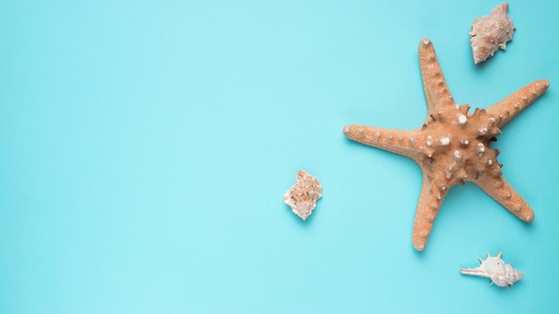 Seashells and Big Sea Star – Free Stock Photo, Download for Free