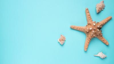 Seashells and Big Sea Star – Free Stock Photo, Download for Free