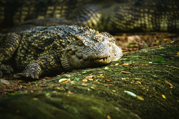 Dangerous Animals: Crocodile – Free Stock Photo Download