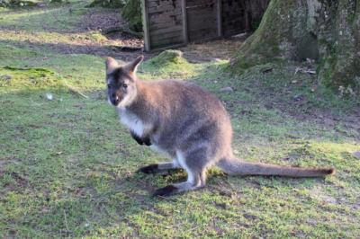 Kangaroo Sitting on Field – Free Stock Photo for Download