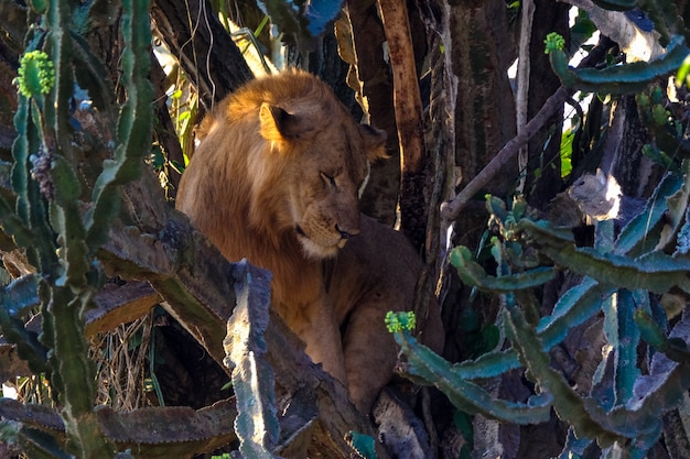 Lion Among Trees and Cactuses – Free Stock Photo for Download