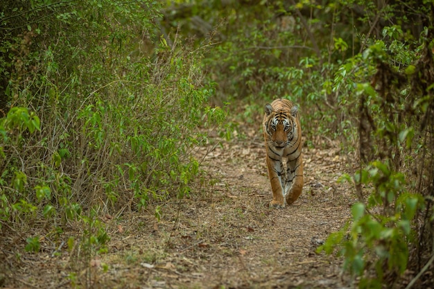 Amazing Tiger in Natural Habitat â Stunning Wildlife Scene in Golden Light | Free Stock Photo – Download Free Stock Photo