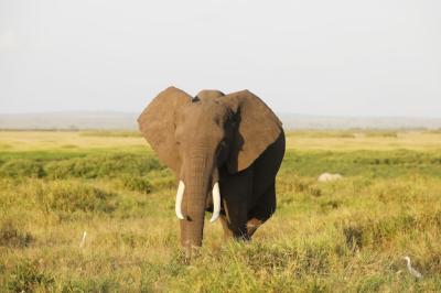 Explore Captivating Elephant Imagery from Amboseli National Park, Kenya – Free Download