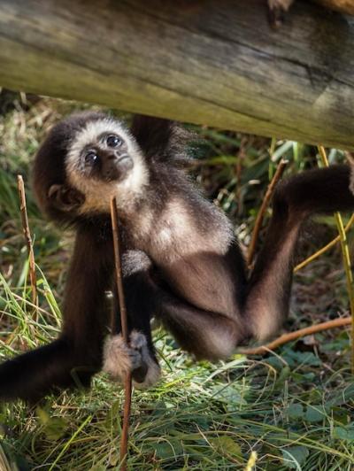 Close-up of Monkey on Tree – Free Stock Photo for Download