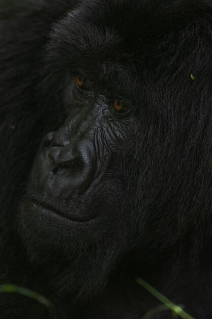 Close-up Portrait of Black – Free to Download