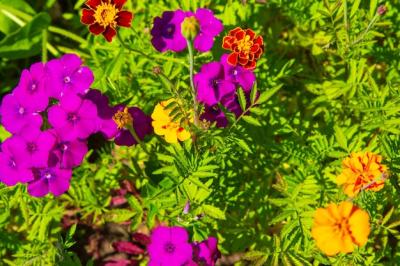 Vibrant Marigolds and Phloxes in a Botanical Garden – Free Stock Photo for Download