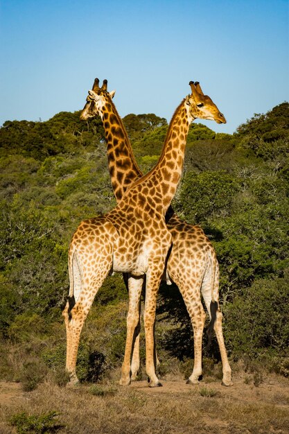 Giraffe Silhouette Against Clear Blue Sky – Free Download