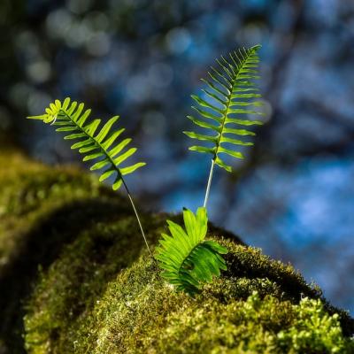 Closeup of Green Leaves Growing on a Mossy Surface – Free to Download