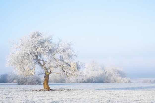 Isolated Tree Covered in Snow: A Fairytale Scene – Free to Download