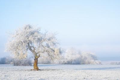 Isolated Tree Covered in Snow: A Fairytale Scene – Free to Download