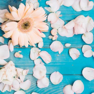 White Flower with Petals on Wood – Free Stock Photo, Download for Free