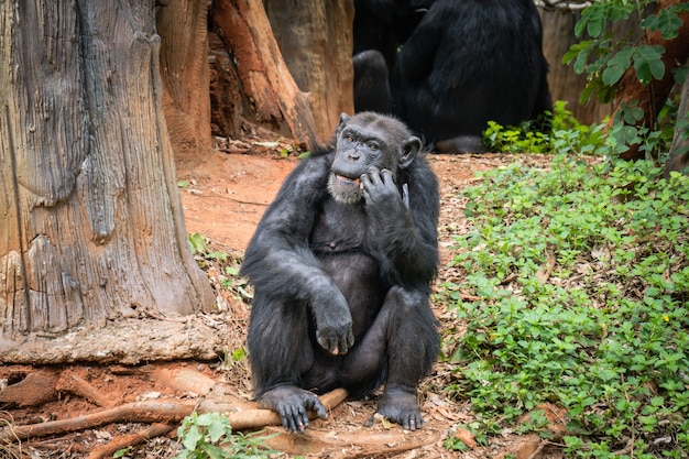 Chimpanzee Monkey Sitting on Stump in Jungle – Free Stock Photo for Download