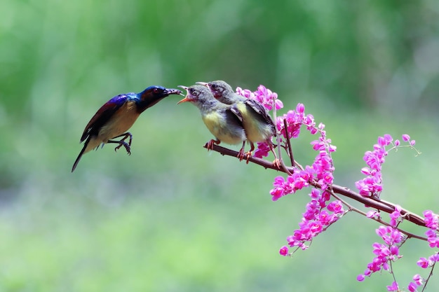 Male Sunbird Nectarinia jugularis Feeding Newborn Chicks on a Branch – Free Download