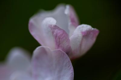 Blurry View of Natural Flowers: Free Stock Photo for Download