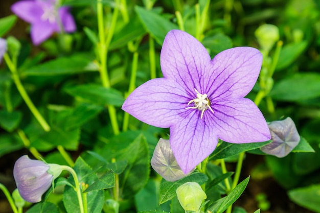 Balloon Campanulaceae Flower – Free Stock Photo, Download for Free