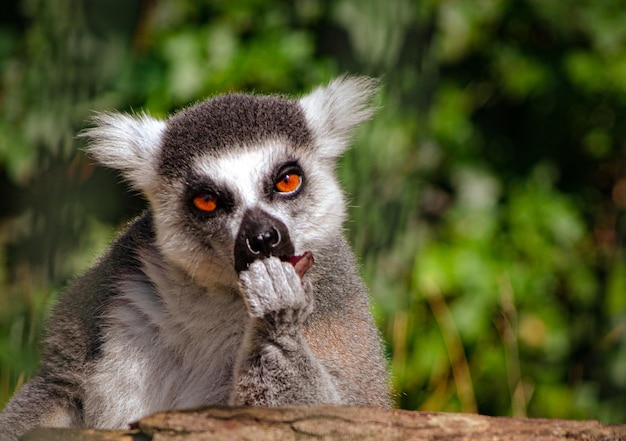 Lemur in the Zoo – Free Stock Photo, Download for Free