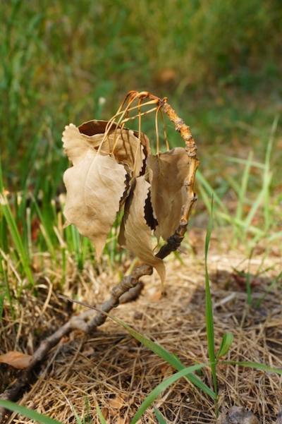 Closeup of Dry Leaves Surrounded by Grass Under Sunlight – Free Download