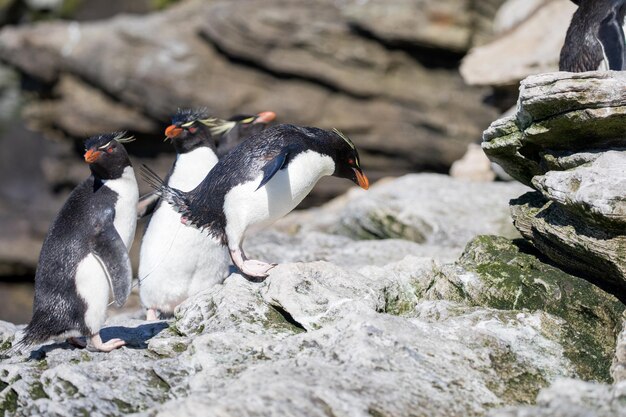 Stunning View of Birds on a Rock – Free Stock Photo for Download