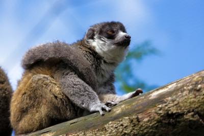 Young Ring-Tailed Lemur (Lemur catta) – Free Stock Photo for Download