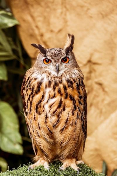 Full Body of Eurasian Eagle Owl – Free Stock Photo, Download Free