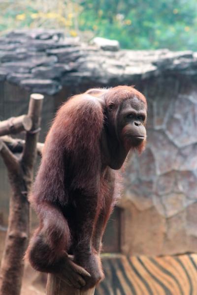 Orangutan in Zoo – Free Stock Photo for Download