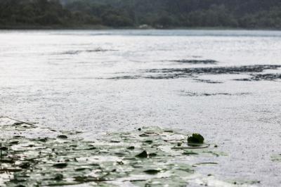 Raindrop Impact on Rippling Water Surface – Free Stock Photo, Download for Free