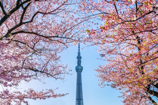 Beautiful Cherry Blossoms and Tokyo Sky Tree in Spring | Download Free Stock Photo