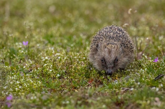 Close-Up of an Animal on Field – Free Stock Photo for Download