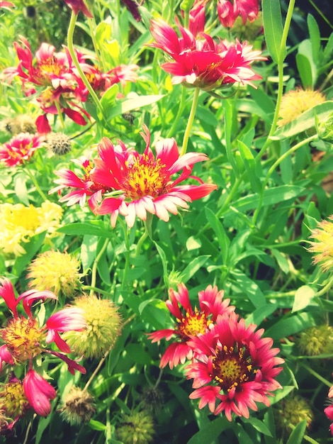 Close-up of Pink Flowers – Free Stock Photo, Download for Free