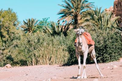 Camel in Desert Landscape in Morocco – Free Download, Free Stock Photo