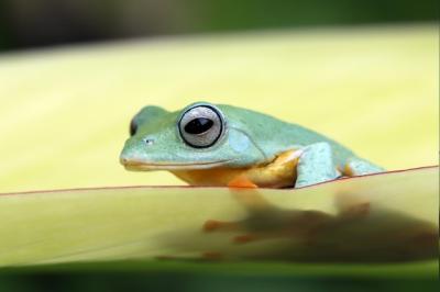 Javan Tree Frog on Green Leaves – Free Download