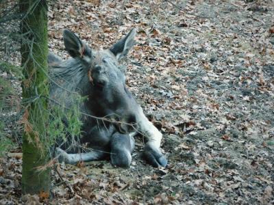 Moose Resting on Field – Free Stock Photo for Download