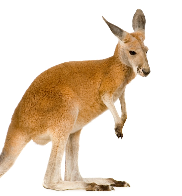 Young Red Kangaroo (9 Months) – Macropus Rufus for Free Download