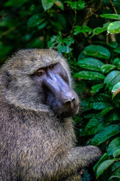 Baboon Sitting Near Plants – Free Stock Photo for Download