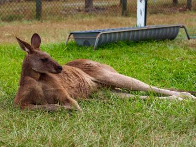 Scenic View of Lying on Land – Free Stock Photo for Download