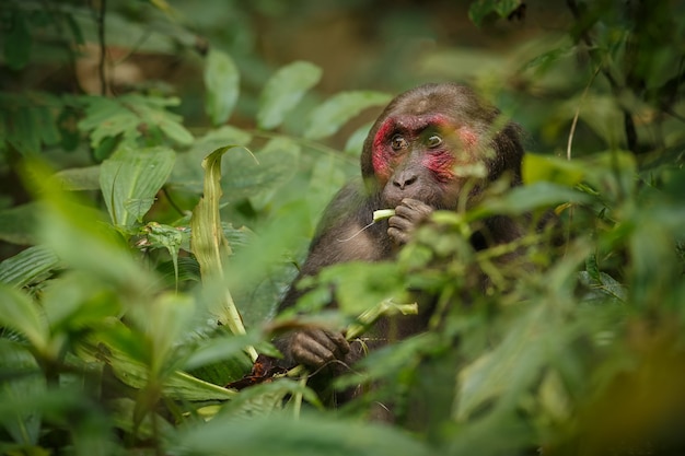 Stumptailed Macaque: A Stunning Red-Faced Monkey in the Lush Indian Jungle – Free to Download