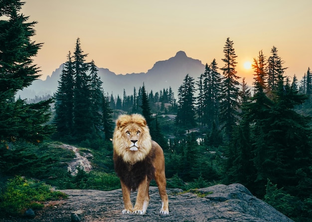 Lion Standing at Mountain – Free Stock Photo for Download