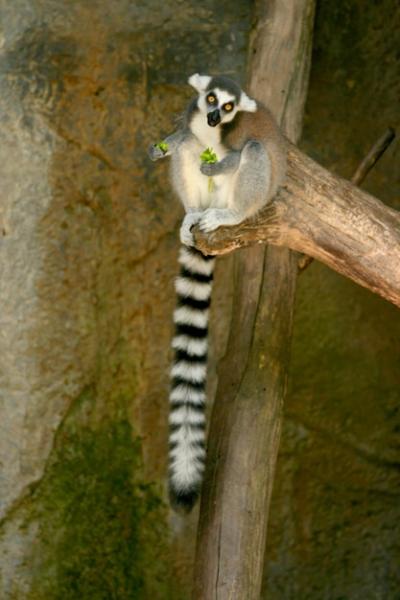 Low Angle View of a Lemur Sitting on a Branch at the Zoo – Free Download