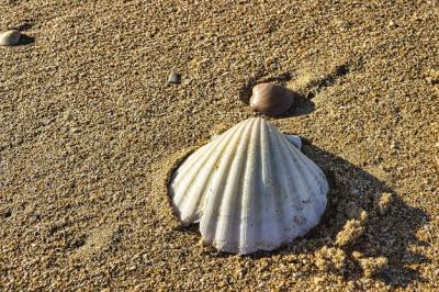 Seashell on Sandy Beach Under Sunlight – Free Stock Photo for Download