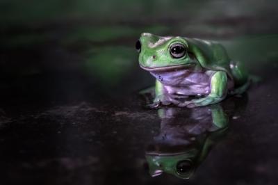 Dumpy Frog Litoria Caerulea Reflecting in Water – Free Download