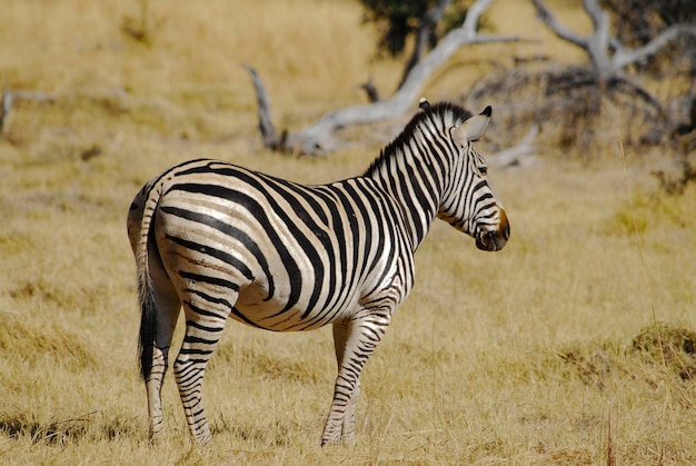 Side View of Zebra on Grassy Field – Free Download, Free Stock Photo